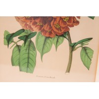 Grafika botaniczna. Louis-Aristid-Léon Constans. Ryc. 59 z 2 tomu Ogrodu Kwiatowego Paxtona. 1850-1853